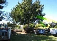 Kwikfynd Tree Management Services
bringo