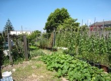 Kwikfynd Vegetable Gardens
bringo